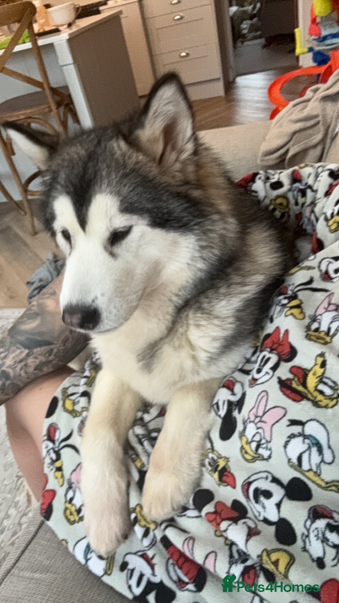Alaskan Malamute dogs for sale: 2 year old Alaskan malamute girl  - Image 4