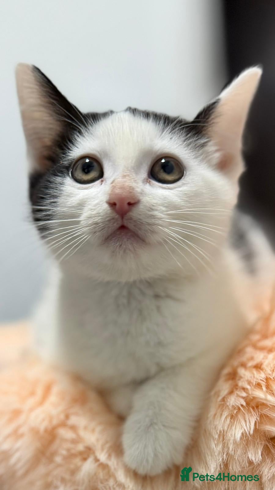 Mixed Breed cats Mixed kittens  - Advert 1