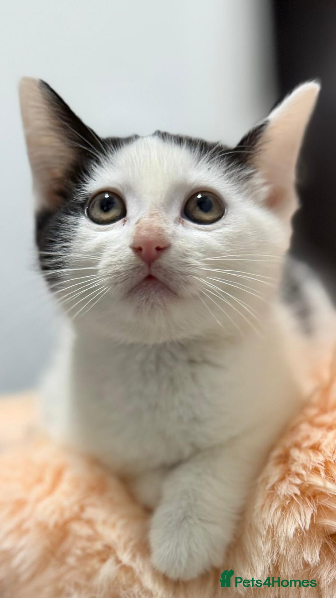 Mixed Breed cats for sale: Mixed kittens  - Advert 1