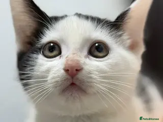 Mixed Breed cats Mixed kittens - Advert 18