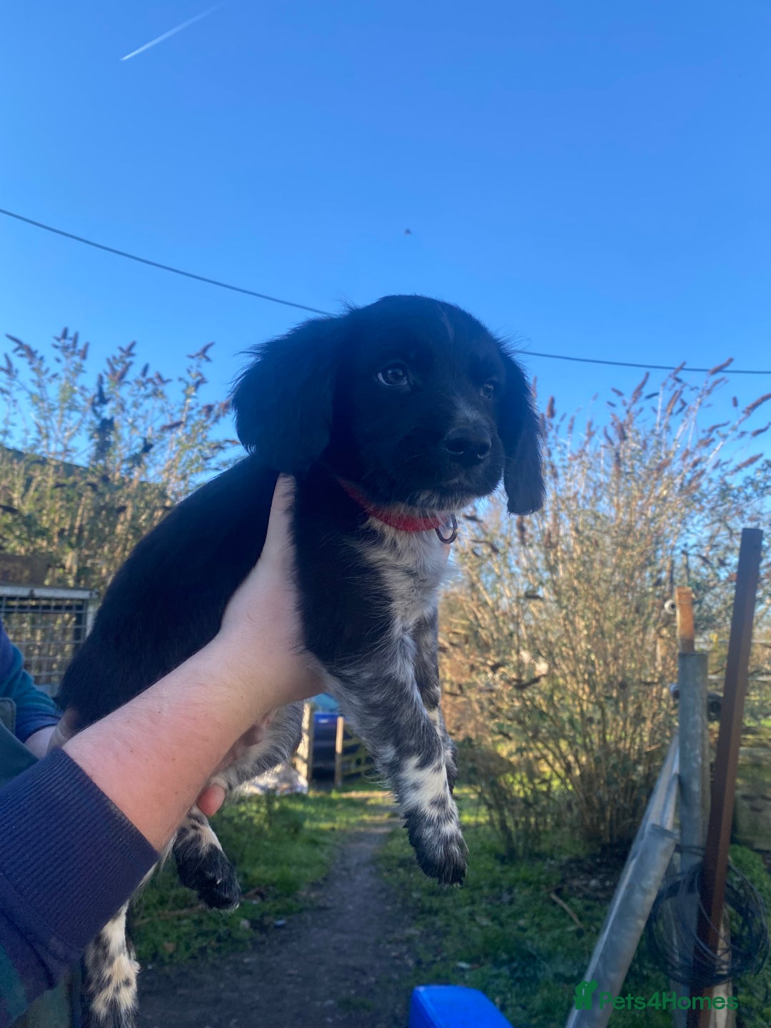Mixed Breed dogs for sale: Cocker x collie puppies  - Advert 9