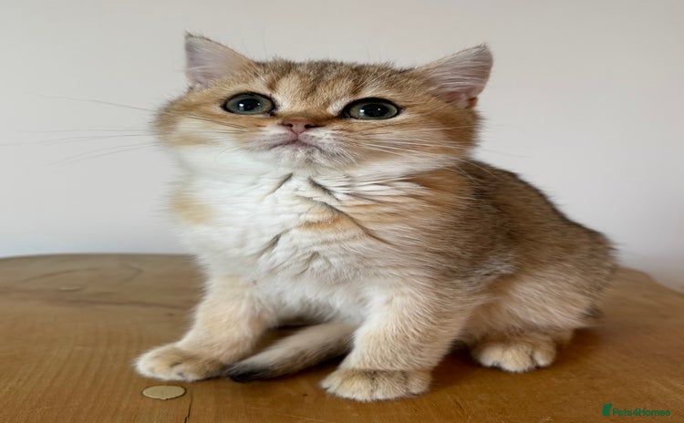 British Shorthair cats - Advert 1