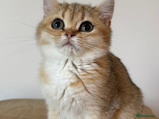 British Shorthair cats - Advert 2