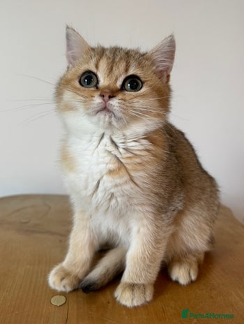 British Shorthair cats - Advert 1