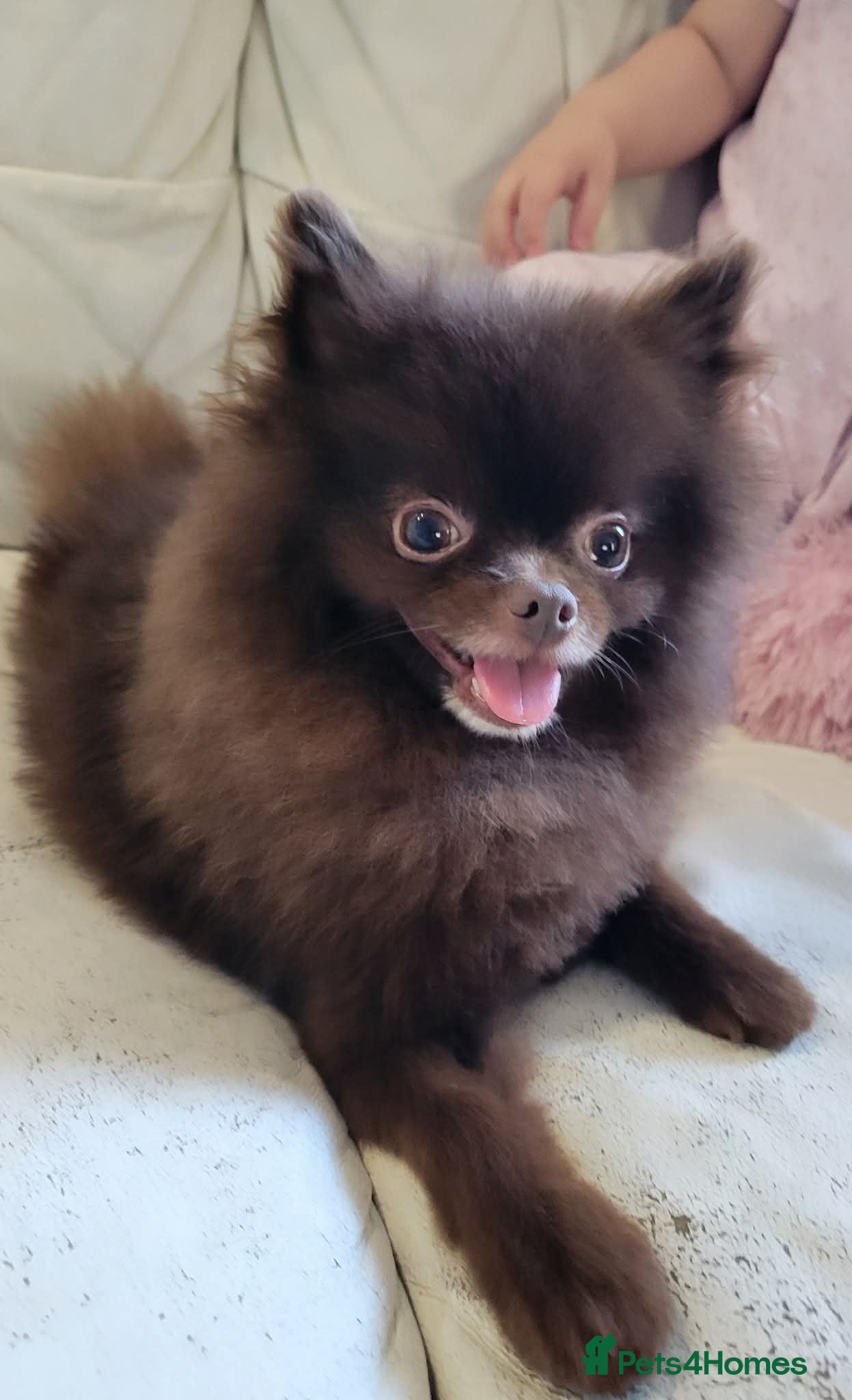Pomeranian dogs 3 years old male pomeranian  - Advert 3