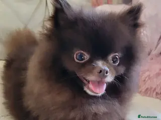 Pomeranian dogs 3 years old male pomeranian - Advert 1