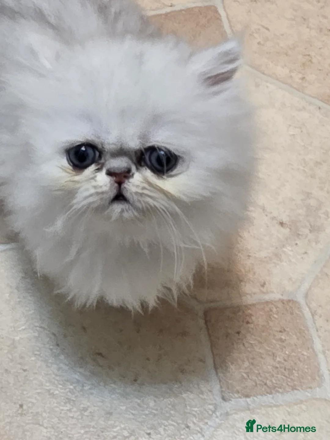 Persian cats for sale: Pedigree Chinchilla Persian  - Advert 8