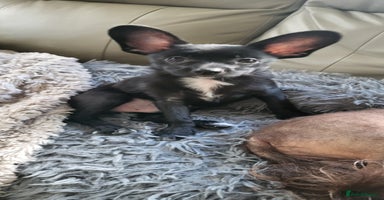 Mixed Breed dogs - Advert 7