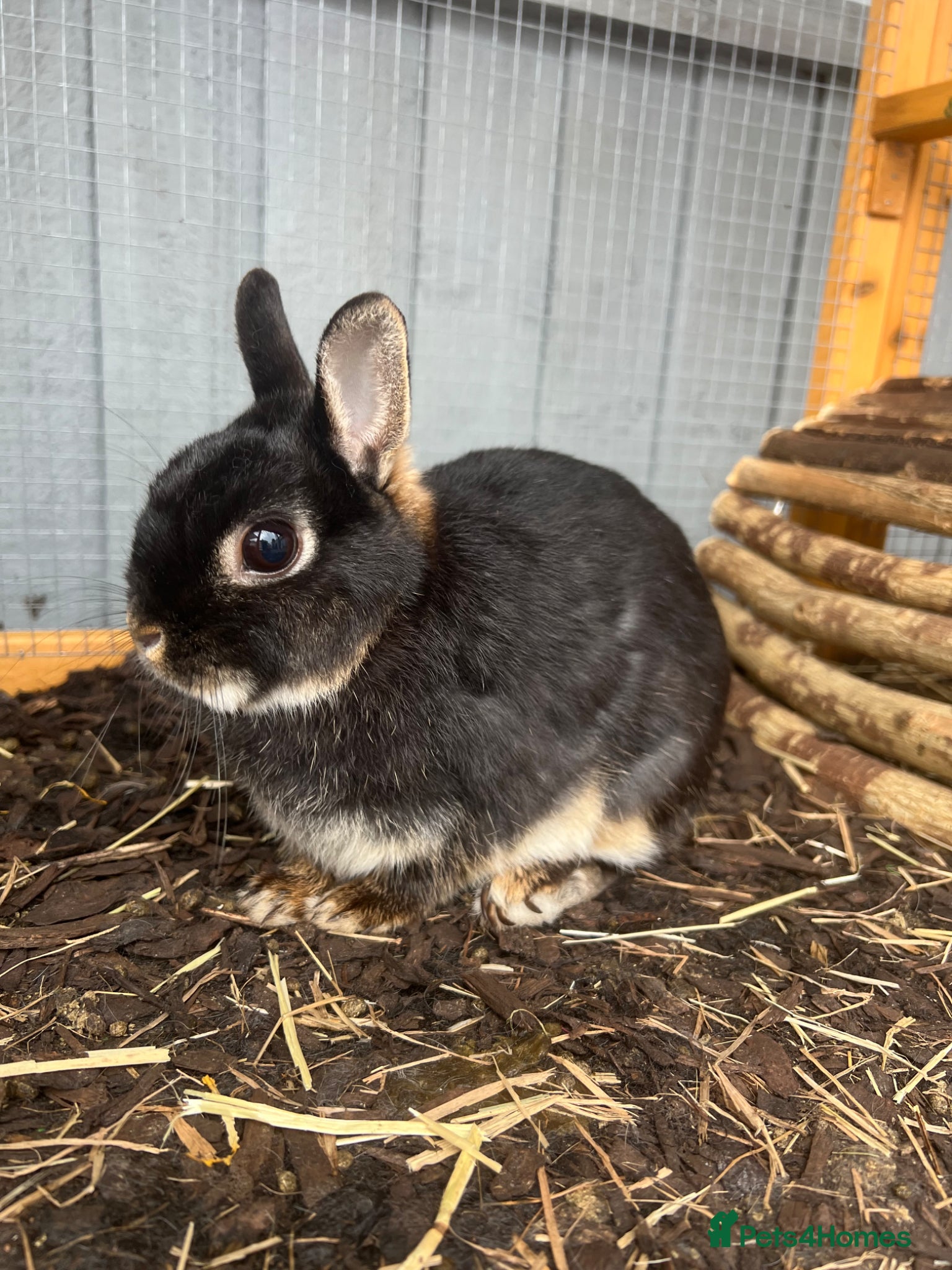 Netherland Dwarf rabbits Bertie needs a friend  - Advert 10