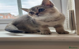 British Shorthair cats for sale: 2 Female and 1 Male Kitten Looking for  Home 🐱✨ - Image 4