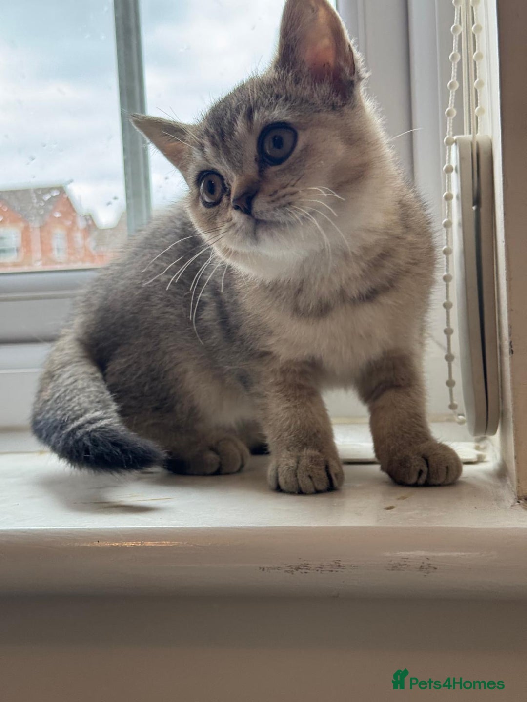 British Shorthair cats for sale: 2 Female and 1 Male Kitten Looking for  Home 🐱✨ - Image 4