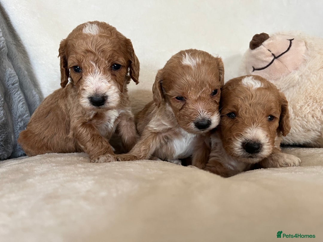 Cockapoo dogs for sale: Cockapoo puppies - DNA Health test clear  - Image 22