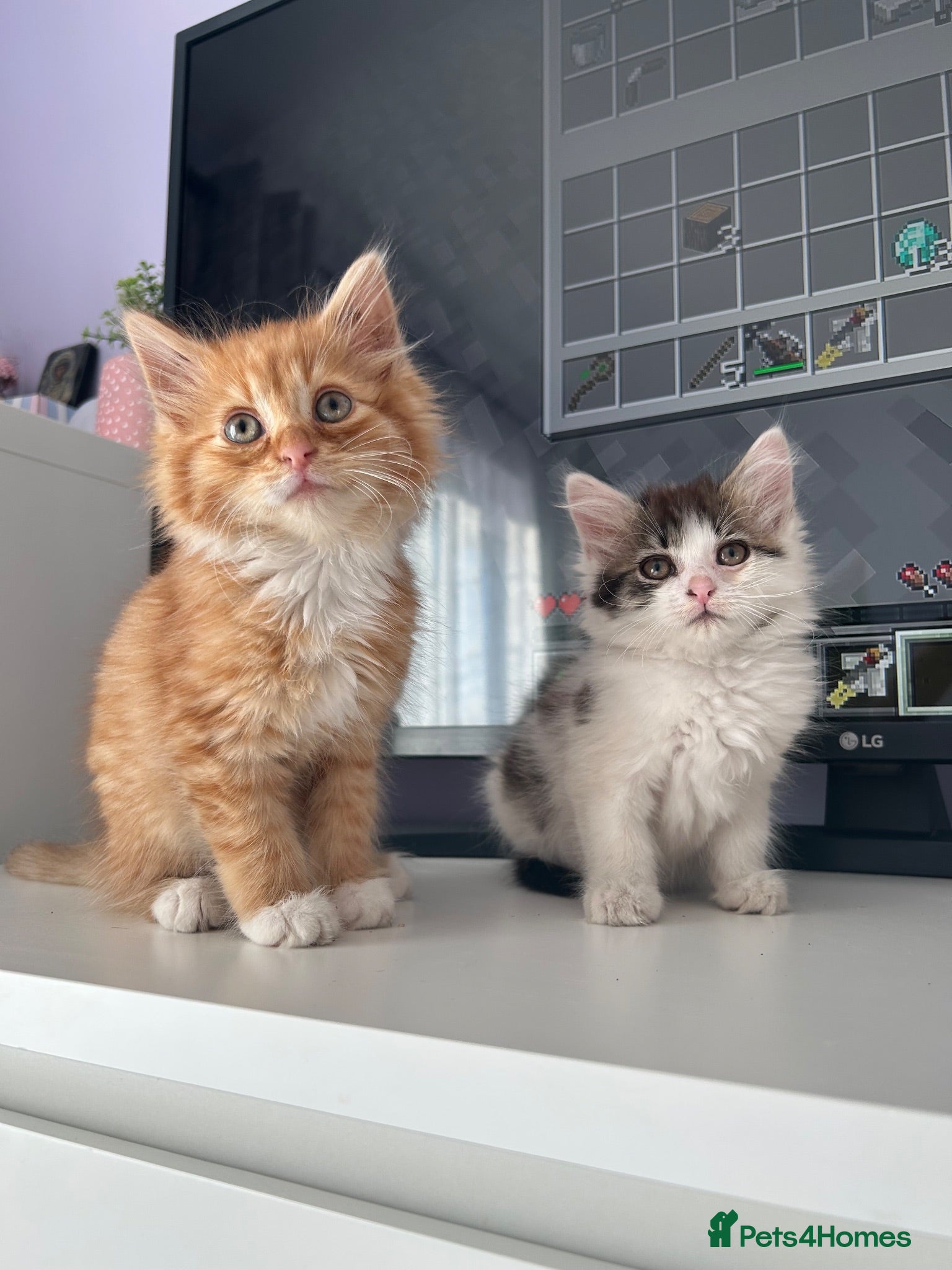 Siberian cats     Beautiful Siberian Cross Kittens - Advert 6