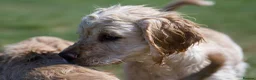 Mixed Breed dogs for sale: Cocker spaniel puppies in Ashford - Advert 1