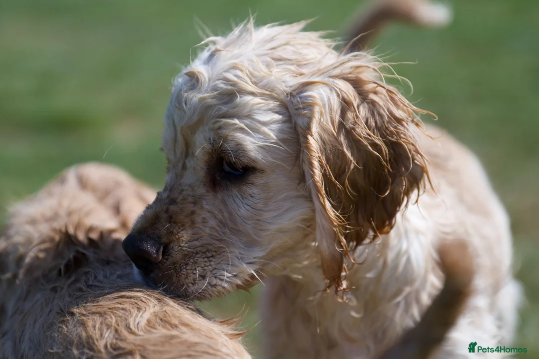Mixed Breed dogs for sale: Cocker spaniel puppies in Ashford - Advert 1