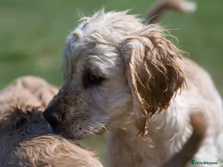 Mixed Breed dogs Cocker spaniel puppies - Advert 1