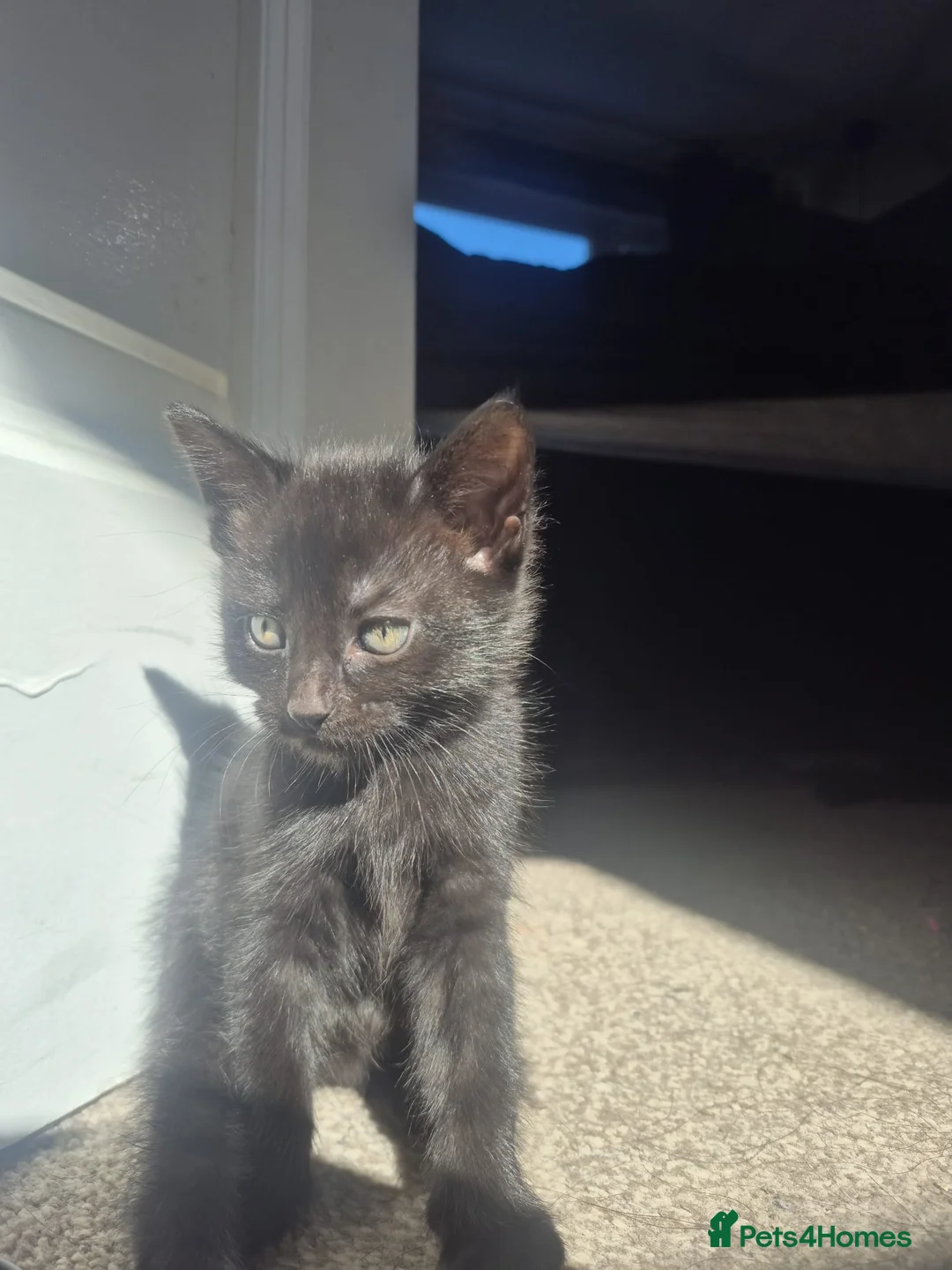 Mixed Breed cats for sale: 4 beautiful kittens  in Witham - Advert 11