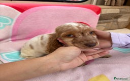 Cocker Spaniel dogs for sale: Cocker spaniel puppy - Image 8