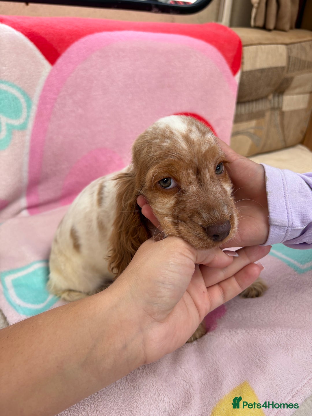 Cocker Spaniel dogs for sale: Cocker spaniel puppy - Image 8