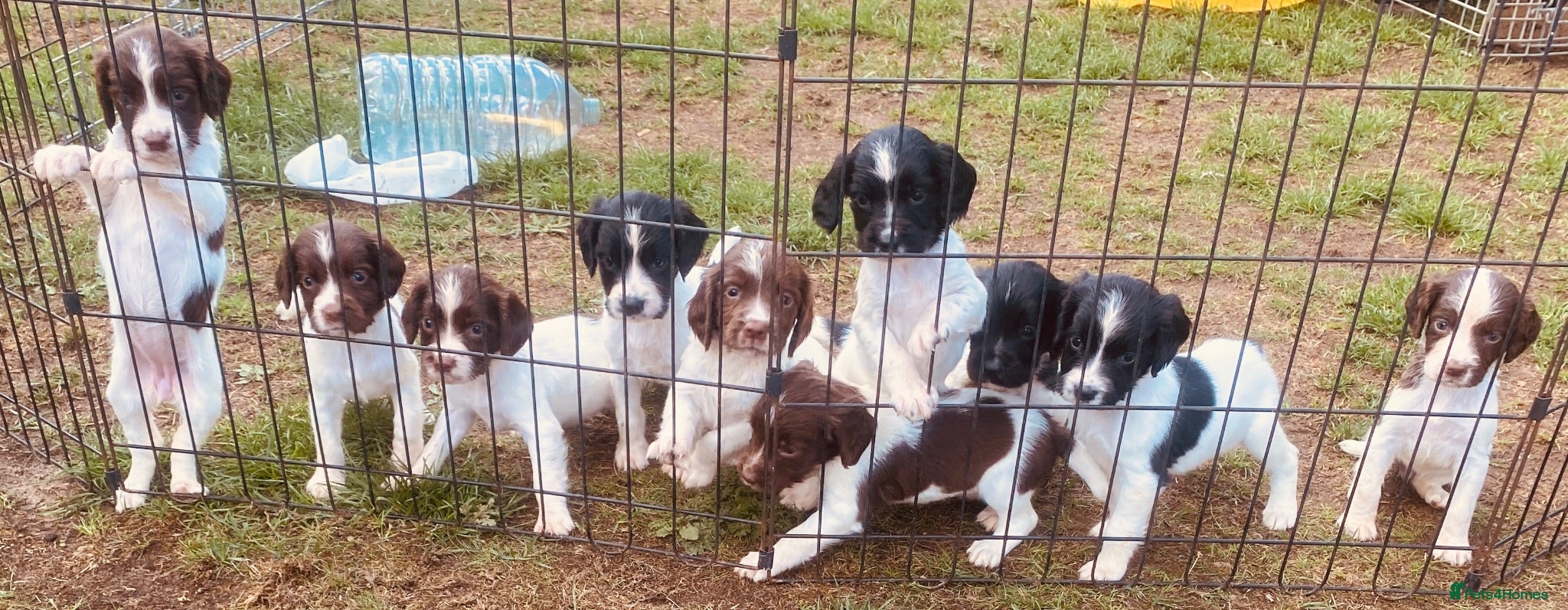 English Springer Spaniel dogs 3x MALES, IR FTCH Sired springer spaniel puppies  - Advert 1