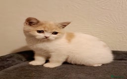 British Shorthair cats for sale: British Shorthair Fawn Tortie & White Female - Advert 4