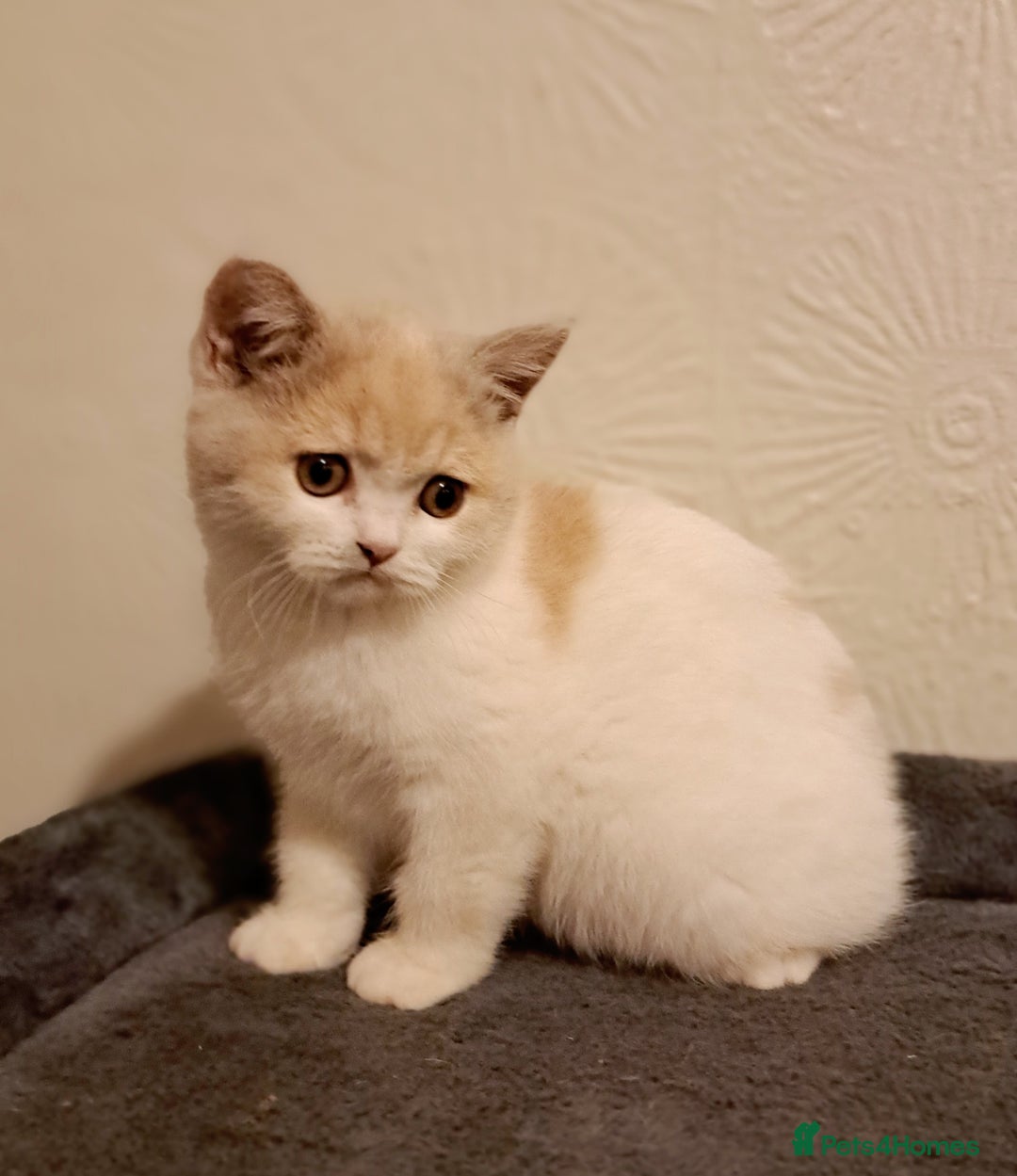 British Shorthair cats for sale: British Shorthair Fawn Tortie & White Female - Advert 4