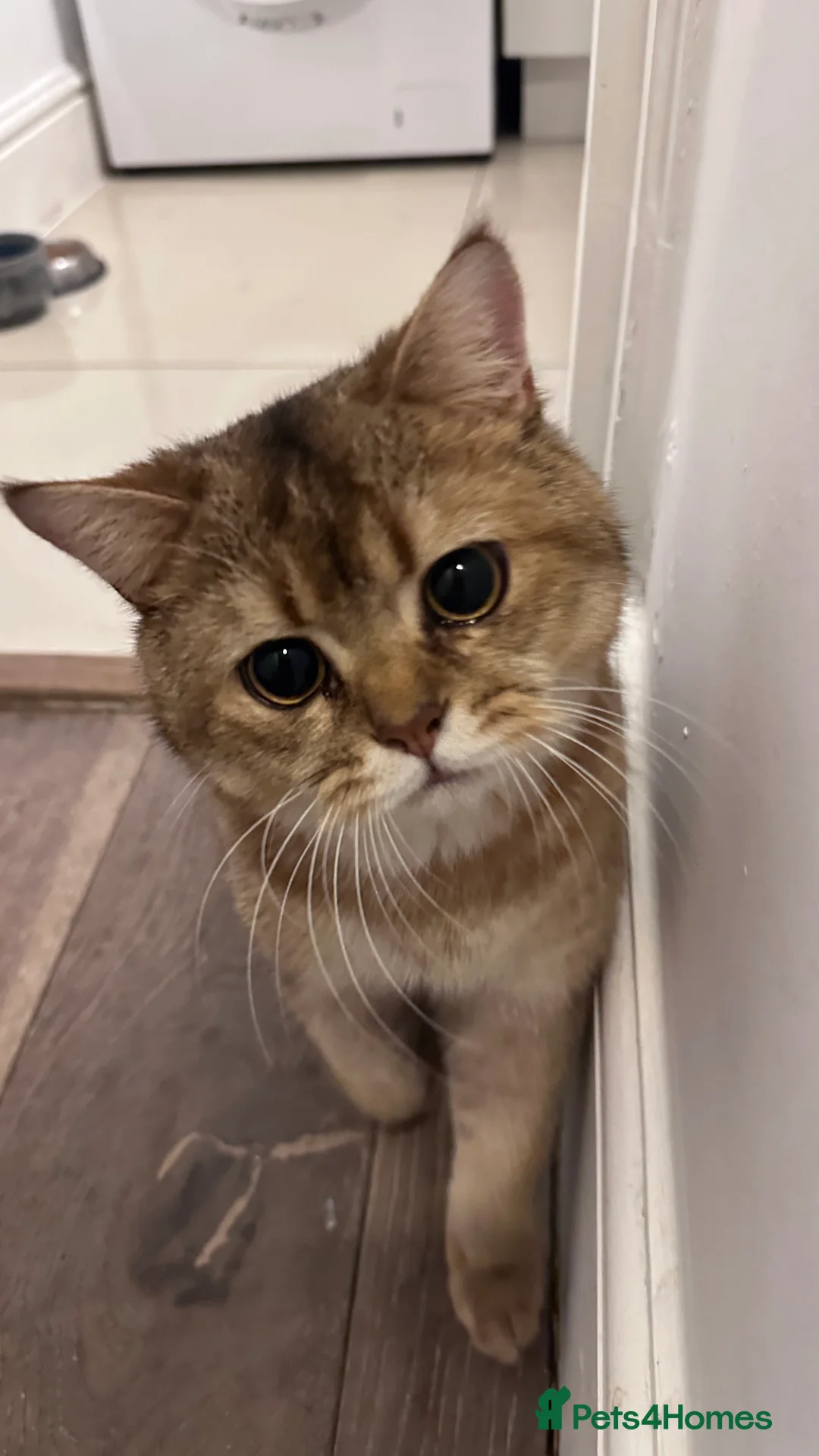 Scottish Fold cats for sale: Scottish Fold Male - Advert 2