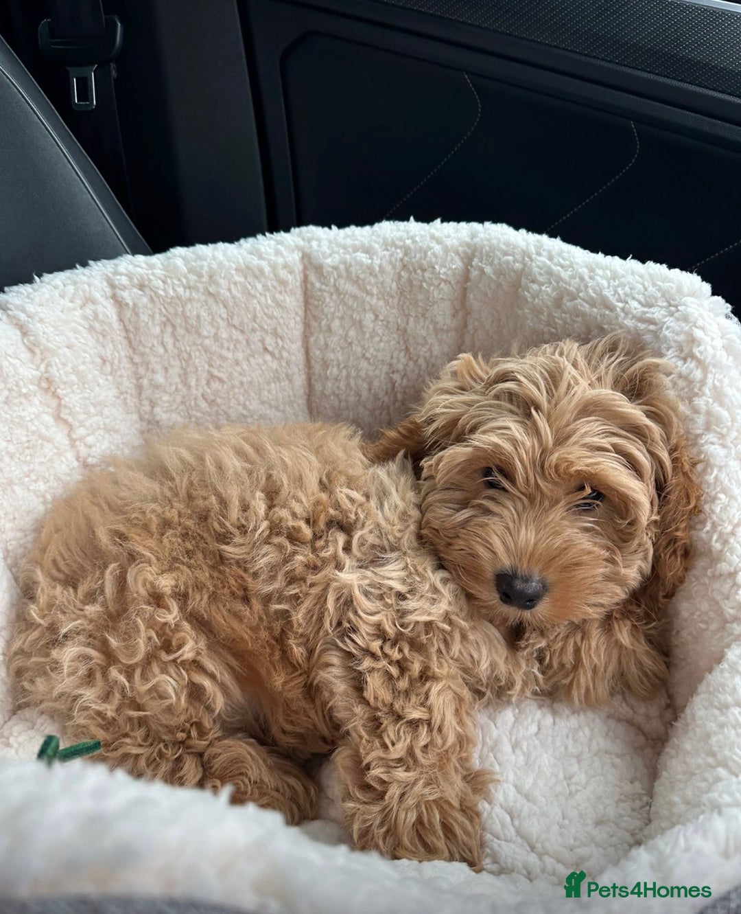 Mixed Breed dogs for sale: Gorgeous 6m family friendly male puppy  - Advert 1