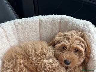 Mixed Breed dogs Gorgeous 6m family friendly male puppy - Advert 3