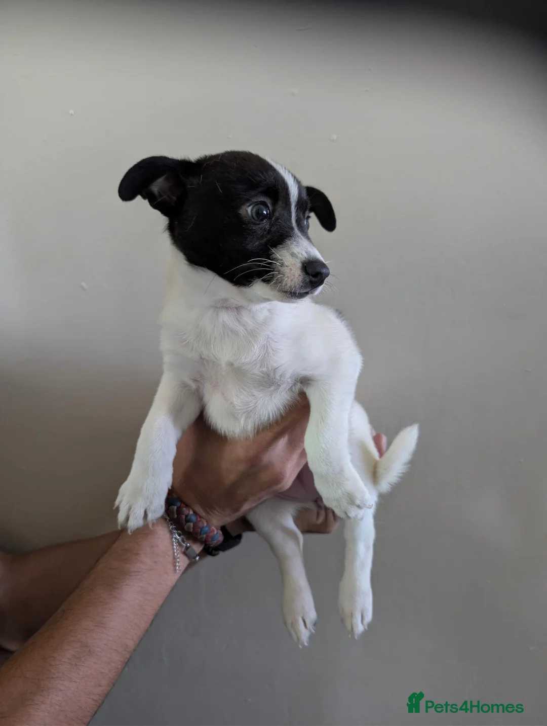 Mixed Breed dogs for sale: 8 wk old jack Russel X 1/4 German Spitz Klein pups in Maidstone - Advert 4