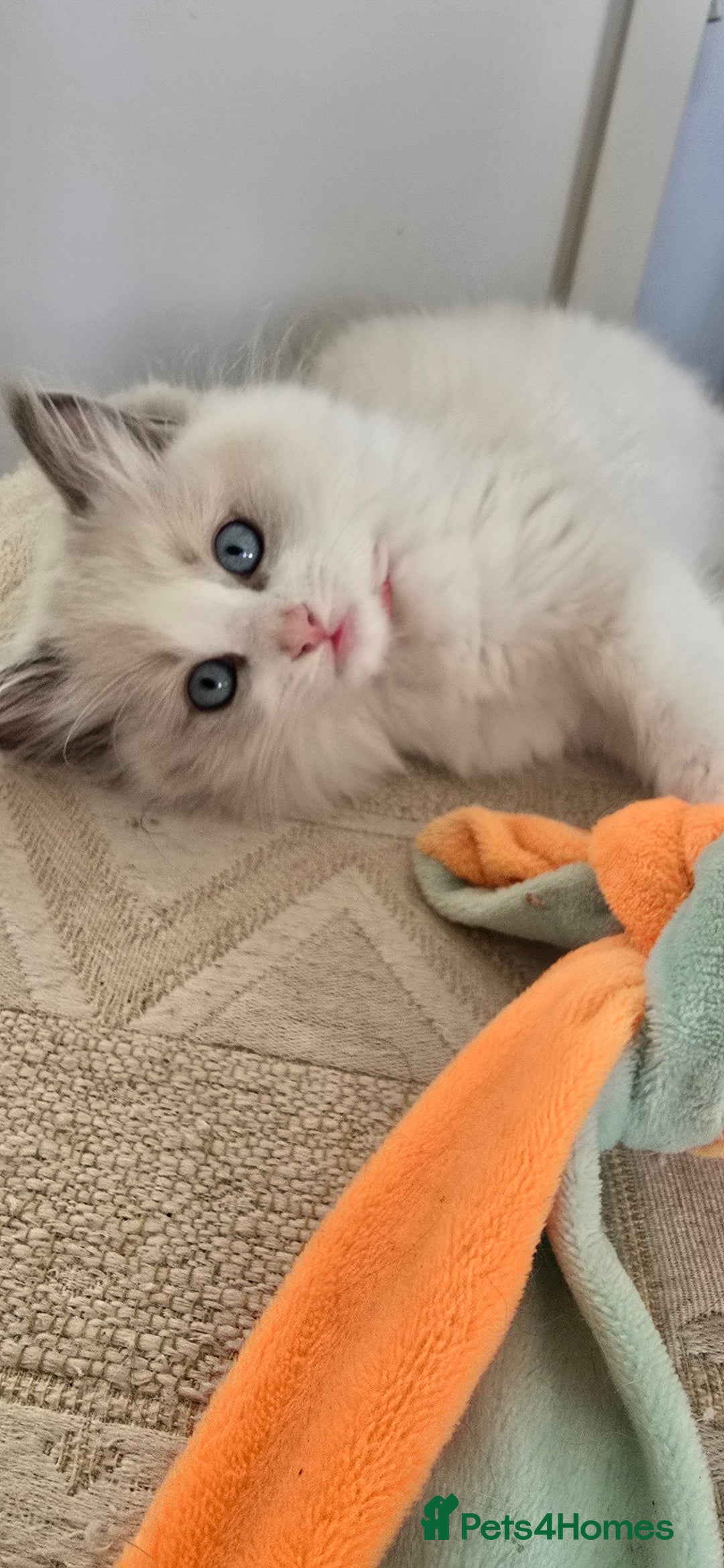 Ragdoll cats for sale: Stunning Ragdoll kittens .TICA registered  - Advert 2