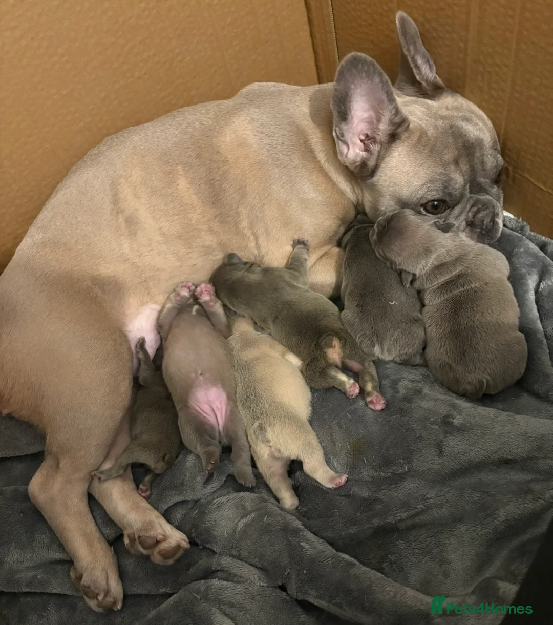 French Bulldog dogs for sale: 4 French Bulldogs For Sale in Cowes - Advert 2