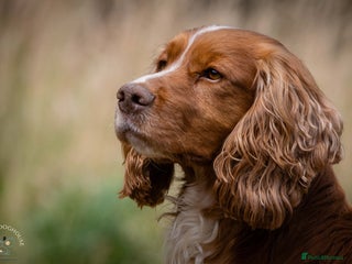 Cocker Spaniel dogs - Advert 6