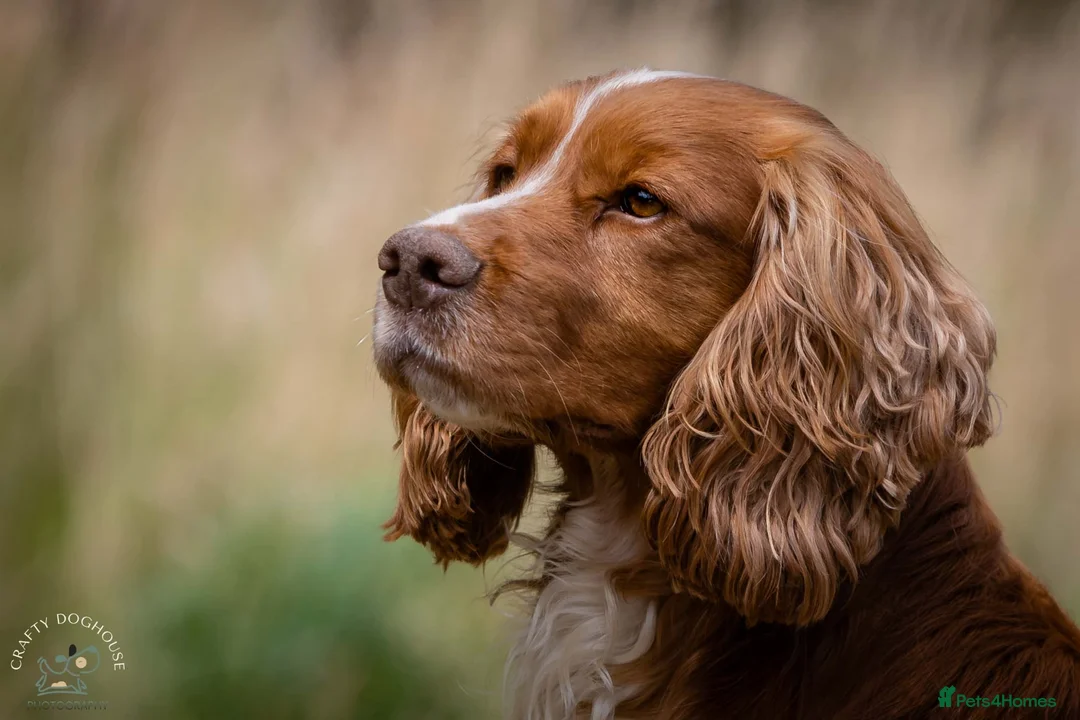 Cocker Spaniel dogs for stud: At STUD - Working Cocker - Advert 1