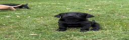 Labrador Retriever dogs for sale: Black & Fox Red KC Labradors - Advert 4
