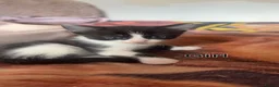 Mixed Breed cats for sale: 🐱 Beautiful calico Mixed Kittens - Advert 14