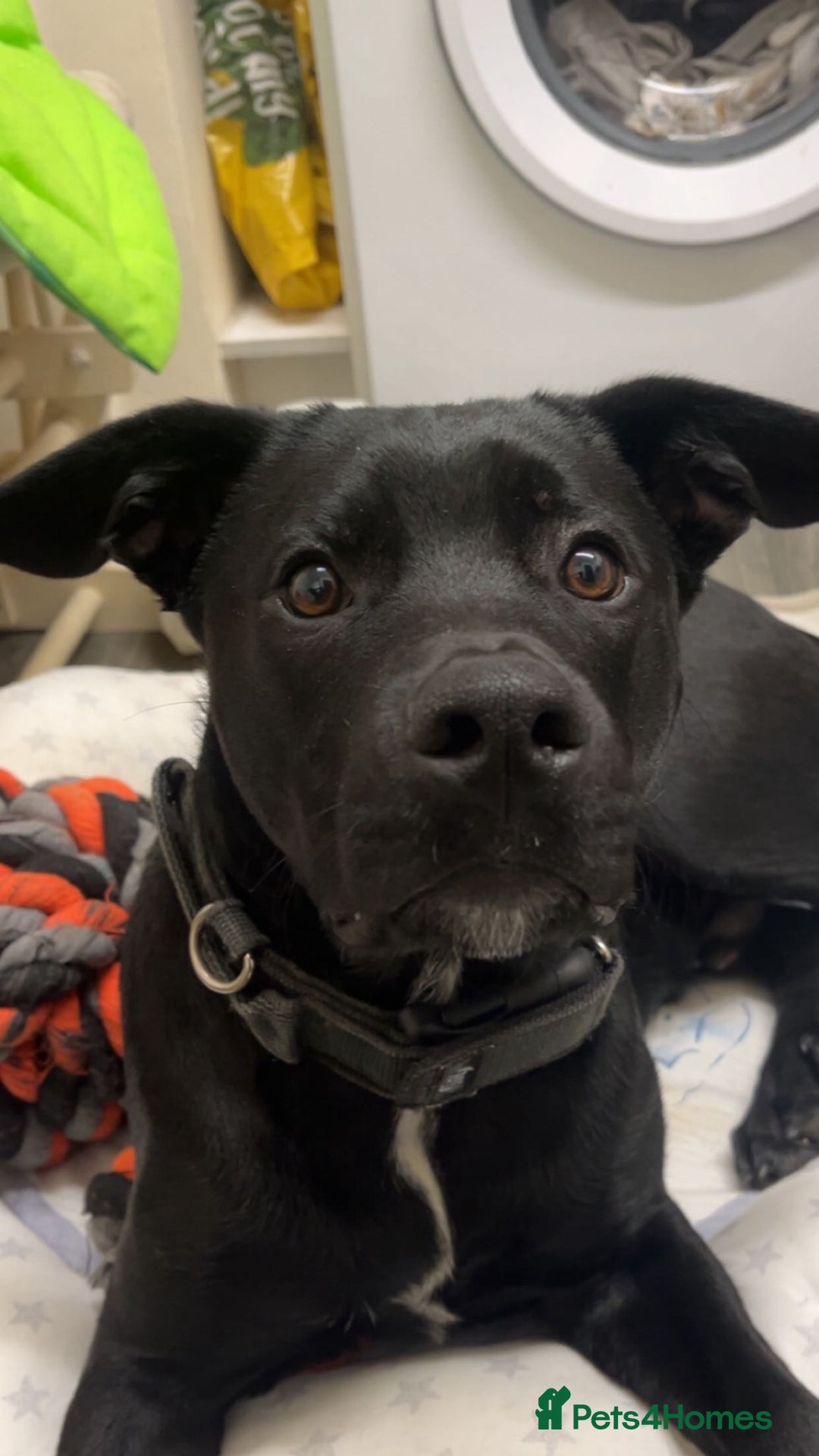 Mixed Breed dogs for stud: Dog for stud - Advert 6