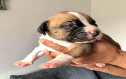 Mixed Breed dogs for sale: American bulldogs  - Image 20