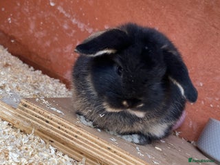 Mini Lop rabbits Mini Lop rabbit. - Advert 3