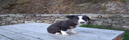 Border Collie dogs for sale: Gorgeous sheepdog puppies - Advert 9