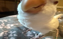 Parakeets birds for sale: Handreared Tame Albino Quaker - Image 7