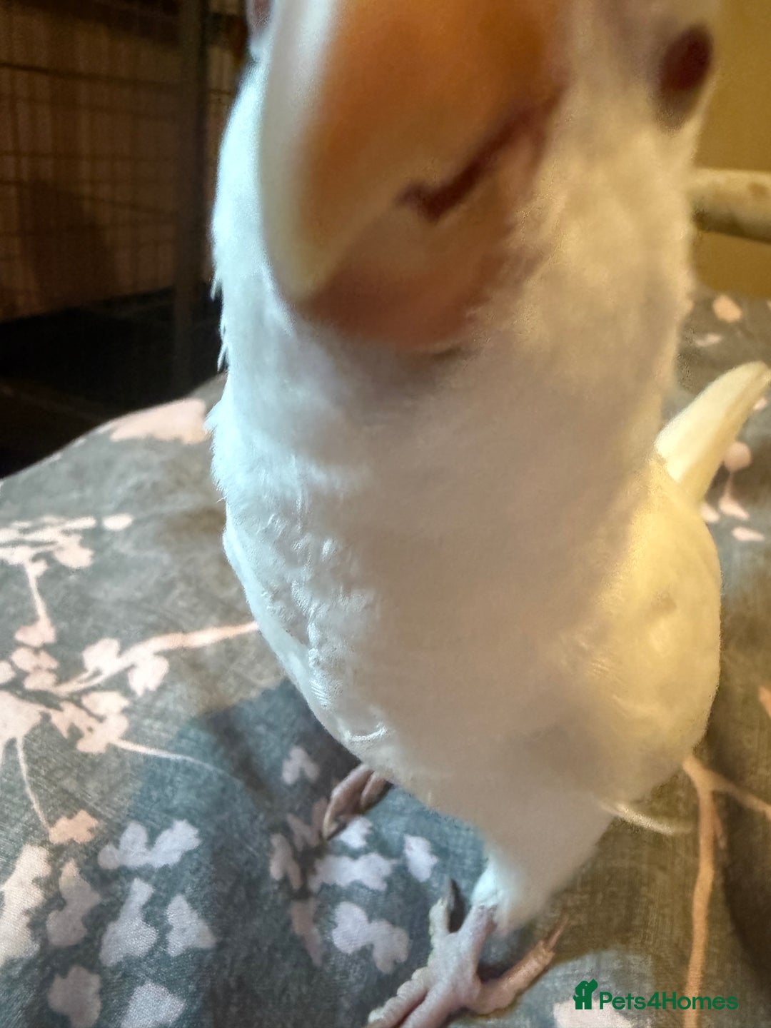 Parakeets birds for sale: Handreared Tame Albino Quaker - Image 7