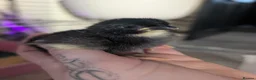 Chickens poultry for sale: Black copper marans/ australorp chicks  - Advert 5