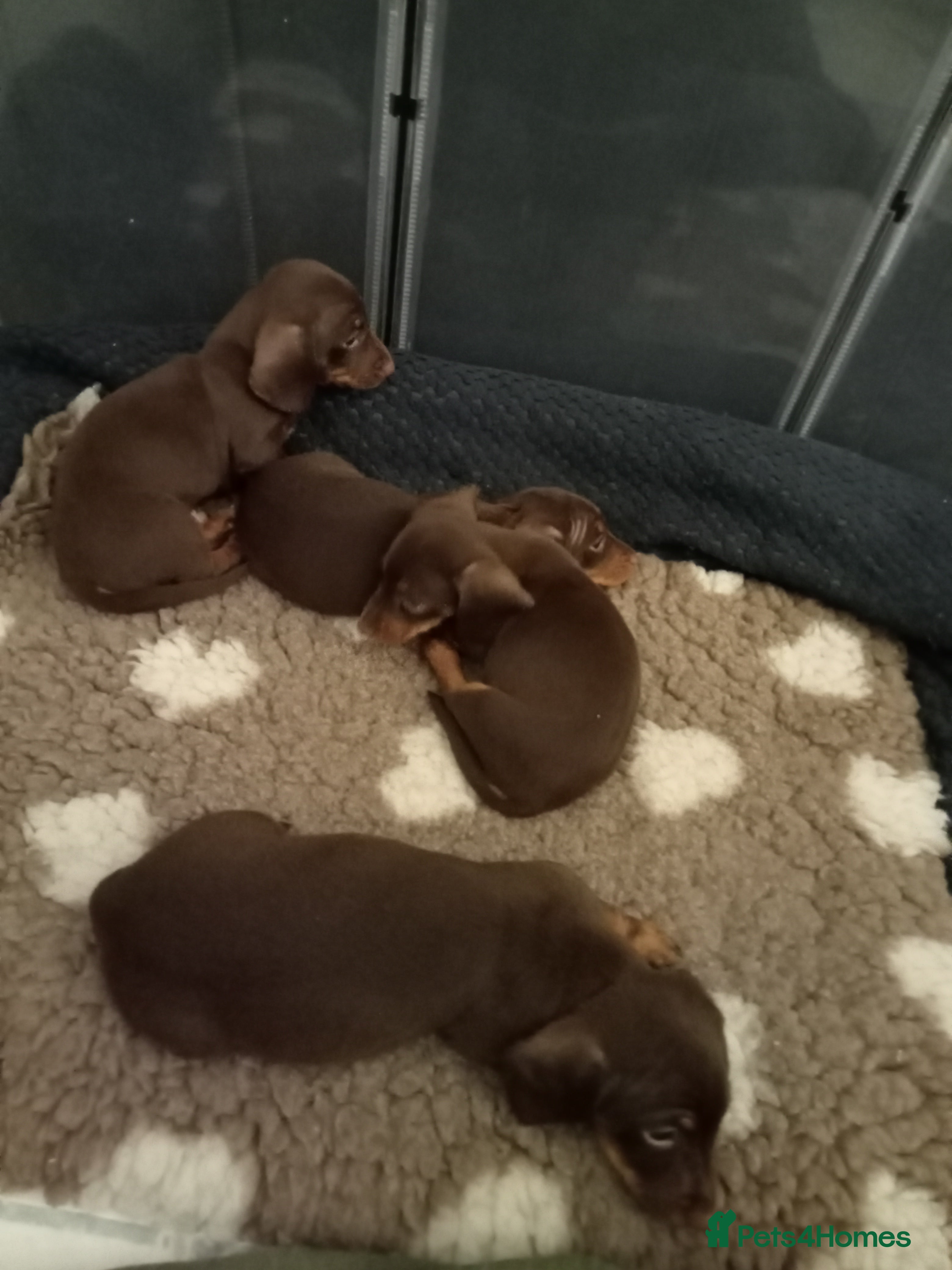 Miniature Dachshund dogs Miniature dachshund  for sale  - Advert 3