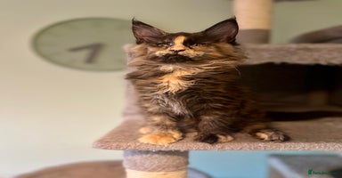 Maine Coon cats - Advert 7