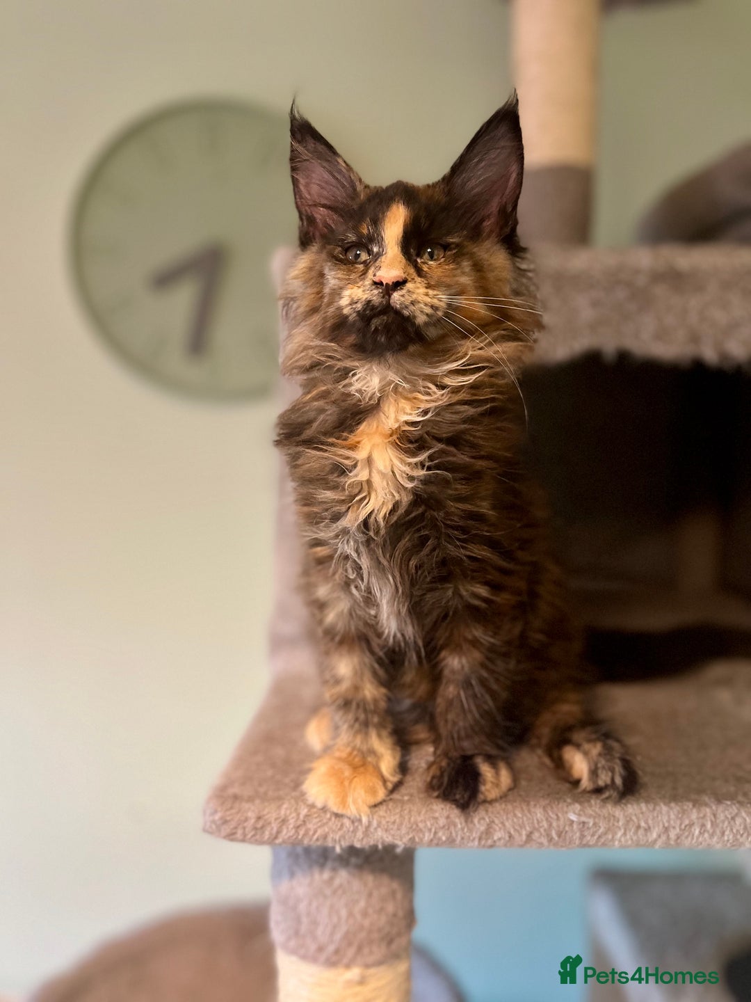 Maine Coon cats for sale: *READY* Stunning Tica Maine Coons - Image 3