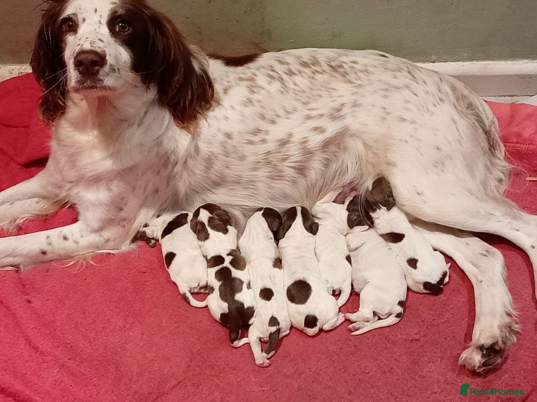 English Springer Spaniel dogs for sale: KC Reg English Springer Spaniels - 2 girls left - Advert 11