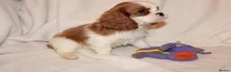 Cavalier King Charles Spaniel dogs for sale: Gorgeous Cavalier King Charles Spaniel - Advert 24