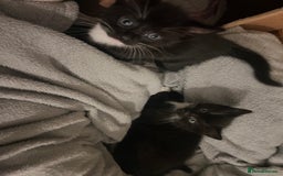 Mixed Breed cats for sale: 2 adorable boys READY TO GO - Image 11