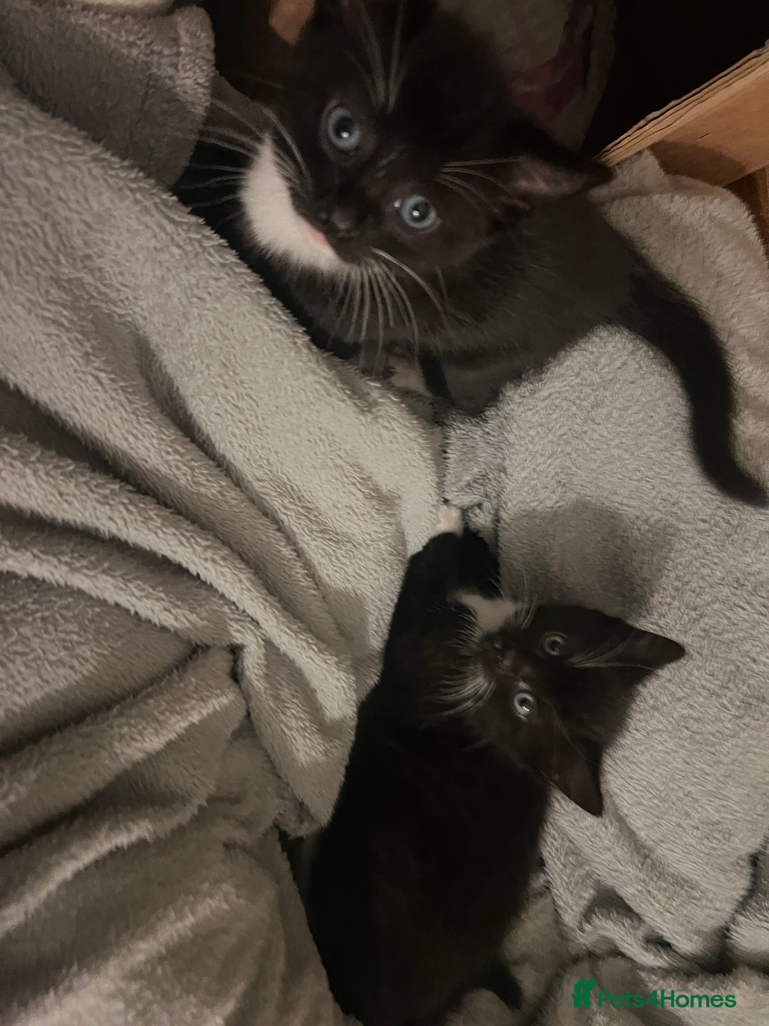 Mixed Breed cats for sale: 2 adorable boys READY TO GO - Image 11